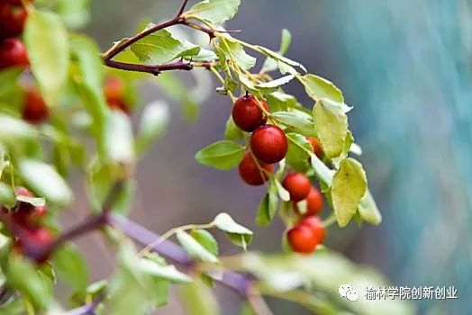 QJ9127254217.jpg 图片